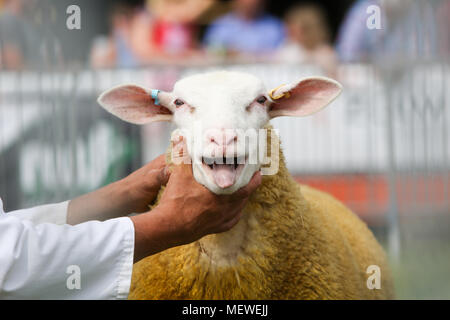 Schafe, die gezeigt Stockfoto