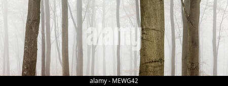 Misty, gruseligen Wald Bäume im Wald Stockfoto