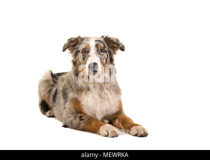 Ziemlich liegend Odd eyed blue merle Australian Shepherd Dog von vorne gesehen in die Kamera auf einem weißen Hintergrund suchen Stockfoto