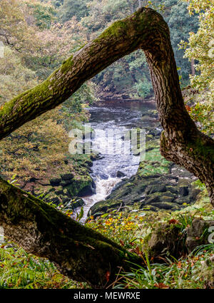 Einen umgestürzten Baum frames Blick auf den River Wharfe in Bolton Abbey Estate, Yorkshire, Großbritannien. Stockfoto