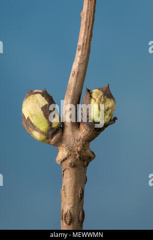 Trauben-Holunder, Traubenholunder, Berg-Holunder, Bergholunder, Roter Holunder, Knospe, Knospen, Sambucus racemosa, Rot tragende Elder, Rot - tragende eld Stockfoto