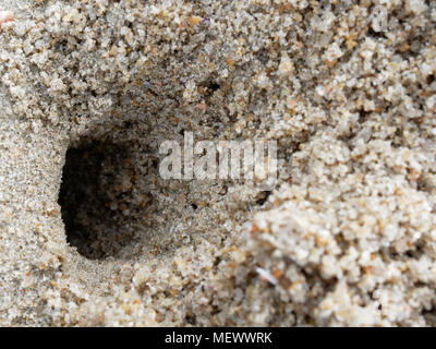 Fuchsbau oder Loch mit Sediment Kugeln oder Pellets durch Sand von Ghost oder Sand crab mit Textur von Sand im Hintergrund Stockfoto