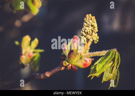 Chestnut bud Baum auf Frühling. Rosskastanien außerhalb Stockfoto