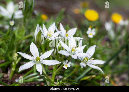 Ornithogalum umbellatum. Wilde Blumen in ihrer natürlichen Umgebung. Stockfoto