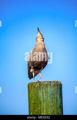 Eine unreife Silbermöwe, Larus argentatus, steht auf einem Pier Rammen mit dem Kopf nach oben, die in Hampton Beach, NH, USA. Stockfoto