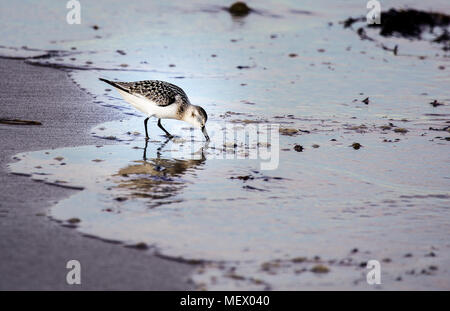 Eine einzelne Semipalmated Sandpiper, Calidris pusilla, einem kleinen Shorebird, watet entlang dem Ozean Küste stößt seinen Schnabel in den Sand. Stockfoto