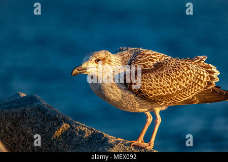 Nahaufnahme von einem einzigen, unreifen Silbermöwe, Larus argentatus, auf Felsen in Hampton Beach, NH, USA stehend, am späten Nachmittag warmen, goldenen Licht. Stockfoto
