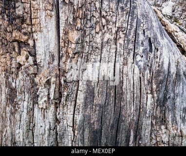 Schließen Sie das alte Holz Textur. Risse im Toten alten Baumstamm Hintergrund. Stockfoto