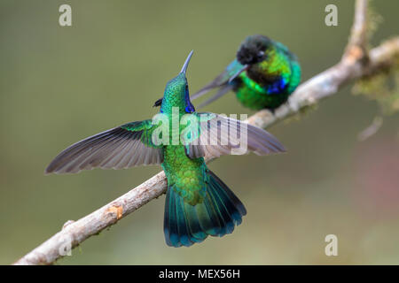 Grün Violett-ear-Colibri thalassinus, schöne grüne Kolibri aus Mittelamerika, Wälder, Costa Rica. Stockfoto