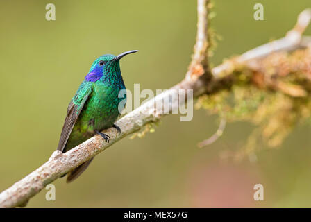 Grün Violett-ear-Colibri thalassinus, schöne grüne Kolibri aus Mittelamerika, Wälder, Costa Rica. Stockfoto