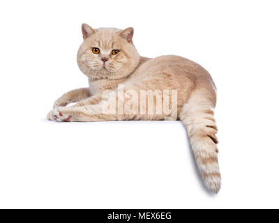 Beeindruckende creme erwachsenen männlichen Britisch Kurzhaar Katze zur Festlegung von Rückwärts auf weißem Hintergrund über die Schulter schauen mit Schwanz hängen nach unten isoliert über Stockfoto