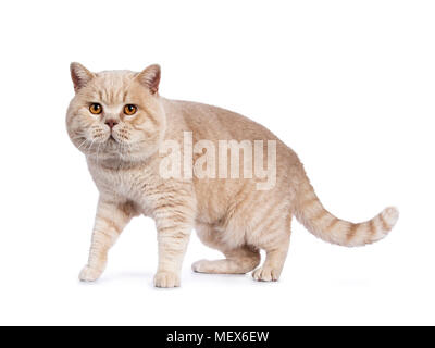 Beeindruckende creme erwachsenen männlichen Britisch Kurzhaar Katze Gehen/Stehen isoliert auf weißem Hintergrund bei Linse suchen Stockfoto