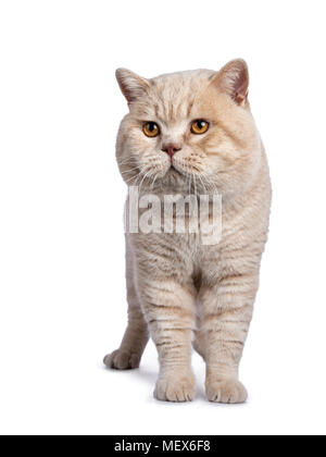 Beeindruckende creme erwachsenen männlichen Britisch Kurzhaar Katze stehend nach vorne auf weißem Hintergrund auf der Seite Stockfoto