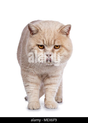 Beeindruckende creme erwachsenen männlichen Britisch Kurzhaar Katze stehend nach vorne auf weißem Hintergrund mit Blick auf die Kamera isoliert und Kleben mit herausgestreckter Zunge Stockfoto