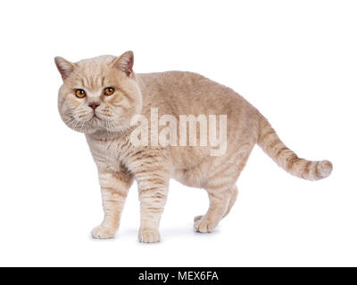 Beeindruckende creme erwachsenen männlichen Britisch Kurzhaar Katze Wandern auf weißem Hintergrund suchen frech in die Kamera isoliert Stockfoto