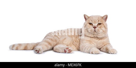 Beeindruckende creme erwachsenen männlichen Britisch Kurzhaar Katze zur Seite weisen auf weißem Hintergrund direkt in der Kamera Stockfoto