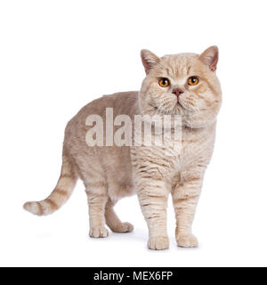 Beeindruckende creme erwachsenen männlichen Britisch Kurzhaar Katze stehend auf weißem Hintergrund Stockfoto