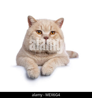 Beeindruckende creme erwachsenen männlichen Britisch Kurzhaar Katze zur Festlegung auf weißem Hintergrund mit Pfoten über Edge isoliert Stockfoto