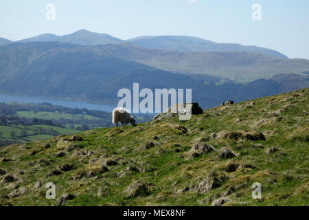 Einsame Schafe auf dem Hügel des Wainwright Binsey oben Bassenthwaite See im Nationalpark Lake District, Cumbria, England, UK. Stockfoto