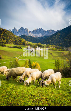 Wunderschöne Aussicht auf idyllischen Berglandschaft in den Dolomiten mit berühmten Santa Maddelana Bergdorf und Schafe auf grünen Wiesen Stockfoto