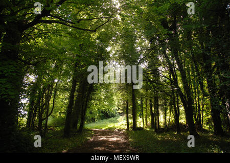 Grünen Bäumen Schattierung im Sommer Sonne durch Blätter auf die Wälder Boden Stockfoto