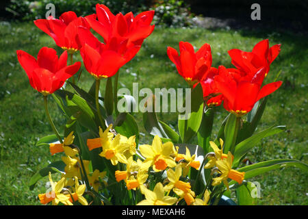 Ein Bündel leuchtend Scharlachrot Tulipa (Orientalische Schönheit) Tulpen mit Miniatur Jetfire Narzissen im englischen Country Garden, England, UK angezeigt Stockfoto