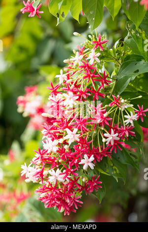 In der Nähe von Rosa Rot Kriechgang Blumen Stockfoto