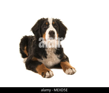 Junge Berner Sennenhund liegend auf einem weißen Hintergrund isoliert Stockfoto