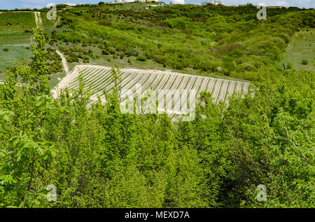Weinberg mitten im Wald, in den Bergen. Stockfoto