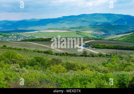 Weinberg mitten im Wald, in den Bergen. Russland. Stockfoto