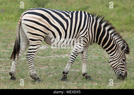 Burchell's, Gemeinsame oder Ebenen Zebra (Equus quagga Burchellii). Die beweidung. Okavango Delta. Botswana. Afrika. Januar. Stockfoto