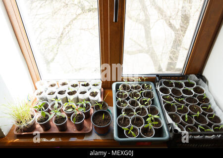 Junge Sämlinge wachsen auf einer Fensterbank, Garten. Stockfoto