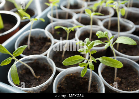 Junge Tomaten Keimlinge in die Tassen auf dem Fenster Stockfoto
