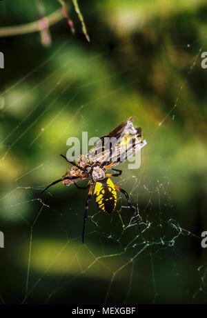 Ein gelber Garten Spider Argiope aurantia, tötet und wickelt eine Heuschrecke in Seide, nachdem es in das Spinnennetz aufgeklebt wurde. Stockfoto