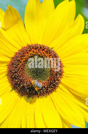 Eine Honigbiene, Apis, sammelt Pollen aus einem gelben Sonnenblume, Helianthus annuus, im Norden von New Hampshire, USA. Seine Beine sind voll gepackt mit gesammelt Stockfoto