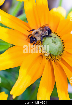 Nahaufnahme einer Honigbiene, Gattung Apis, Pollen sammeln von einem gelben Sonnenblumen mit einem grünen Zentrum. Stockfoto