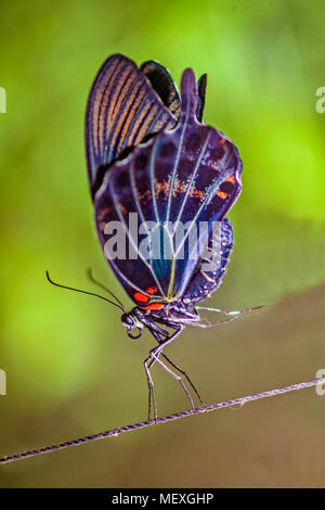 Ein großer Mormone Schmetterling, Papilio Memnon, aufrecht zu gehen wie eine Gratwanderung handeln. Die philippinischen Inseln, Südostasien. Stockfoto