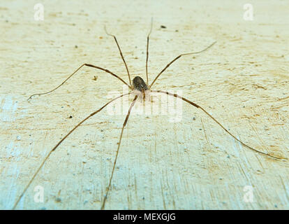 Vordere makro Blick auf die kleine Spinne mit einer sehr langen Beinen sitzen auf der Mauer, detaillierte Gesicht Stockfoto