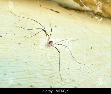 Vordere makro Blick auf die kleine Spinne mit einer sehr langen Beinen sitzend an der Wand, erstellen Spinnennetz in der Ecke Stockfoto