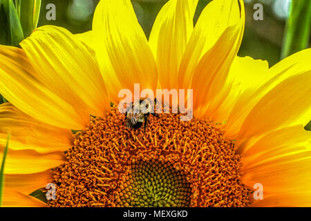 Ein verschlafenes Honigbiene, Gattung Apis, schläft im Herzen einer Sonnenblume, Helianthus annuus. Stockfoto