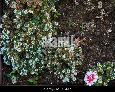 Viele kleine, weiße Blüten im Blumenbeet mit großen rosa Blume in der rechten Ecke Stockfoto