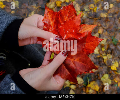 Drei rote Blätter in den Händen eines jungen Mädchens mit den Fingernägeln der gleichen Farbe Stockfoto