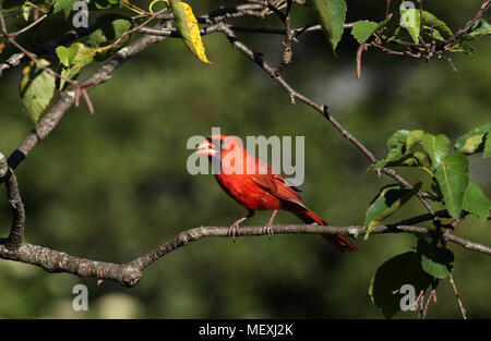 Ein männlicher Northern cardinal Bird, Cardinalis cardinalis, ist auf einem Ast essen ein Samen thront. Stockfoto