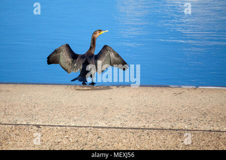 Ein Double-Crested Cormorant, Phalacrocorax auritus, breitet seine Flügel gegen die Sonne zum trocknen nach dem Baden in einem Fluss. Stockfoto