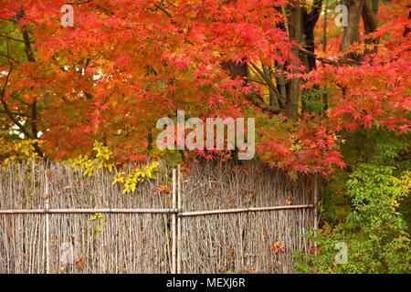 Blätter im Herbst in einem schönen Dorf. Mit klassischen Zaun, Herbst Jahreszeit. Nagoya in Japan Stockfoto