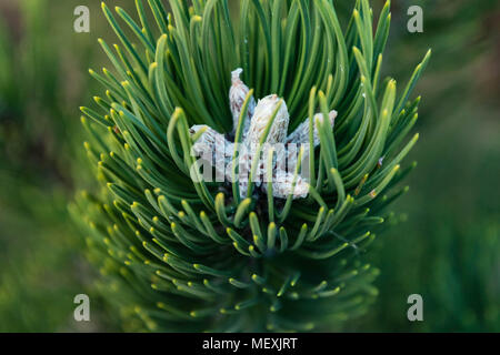 Die Spitze einer Zweigniederlassung eines jungen Pine Tree Stockfoto