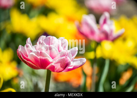 Blühende Doppel frühen Tulpen Stockfoto