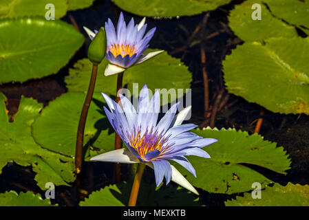 In der Nähe von natürlichen Zwei violetten und gelben Seerosen, Bud und schwebenden grünen Blätter Hintergrund am Teich Stockfoto