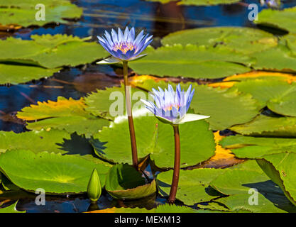 Schließen Sie zwei natürliche violetten und gelben Seerosen und schwebenden grünen Blätter Hintergrund am Teich Stockfoto