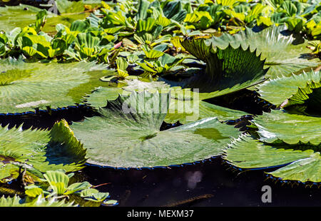 Close up natürliche schwimmende Grün lilly Blätter auf Teich mit kleinen blauen Himmel gemusterten Reflexionen Stockfoto